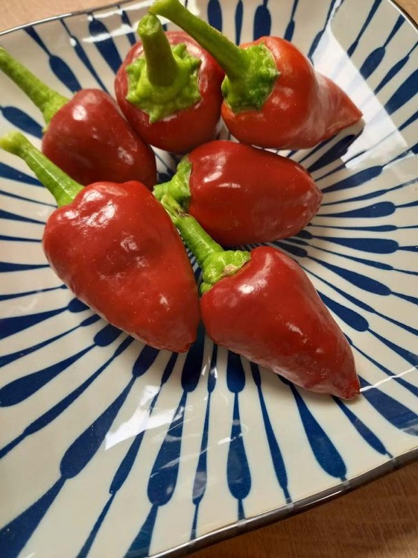Tap de Corti paprika  - Csípős paprika ritkaságok az Egzotikus Növények Stúdiója kínálatában